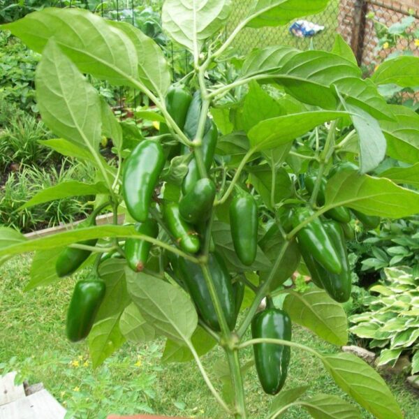 Benih Cabe Jalapeno F1 Hybrid Premium