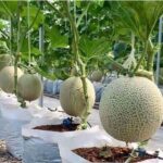 Benih Buah Melon Hijau F1 Hibrida Premium