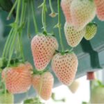 Benih Buah Strawberry Putih Unggul Premium