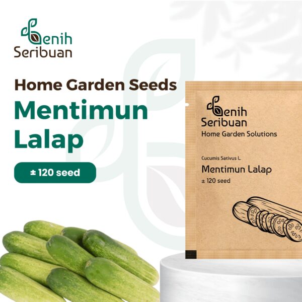 Benih Timun Lalap