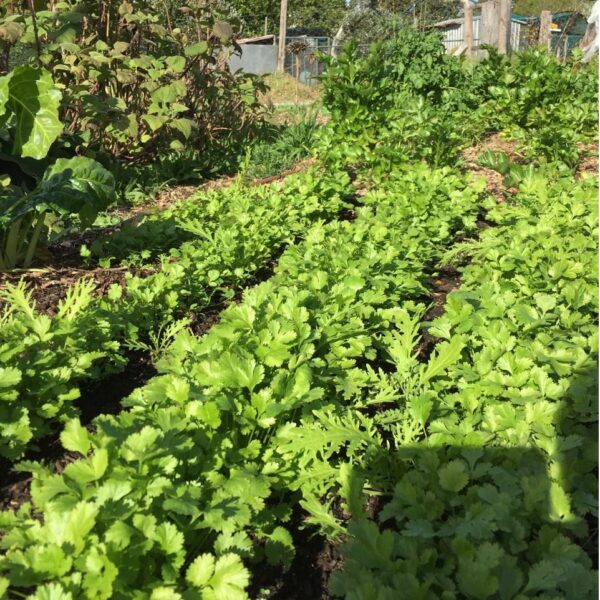 Benih Herb Coriander Daun Ketumbar Tanaman Heirloom