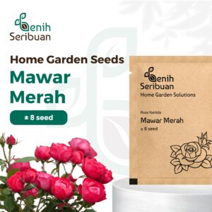 Benih Bunga Mawar Merah Red Rose Heirloom Premium