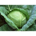 Benih Kol Kubis Hijau F1