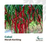 Benih Cabe Rawit 5 Macam Varian Tanaman Paket Lengkap Unggul