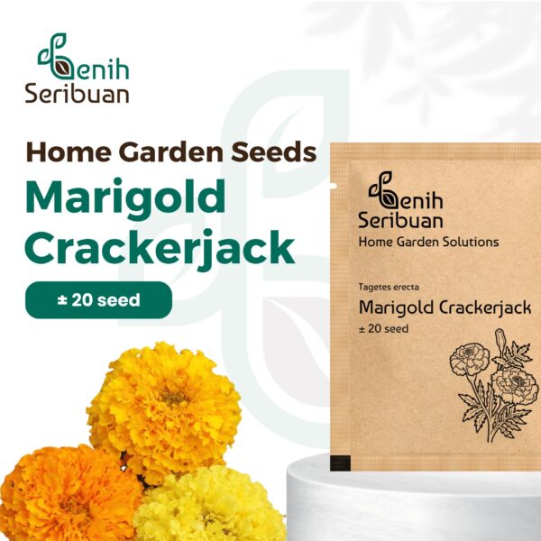 Bibit Bunga Marigold Crackerjack Heirloom Premium 1 Bibit Bunga Marigold Crackerjack Heirloom Premium