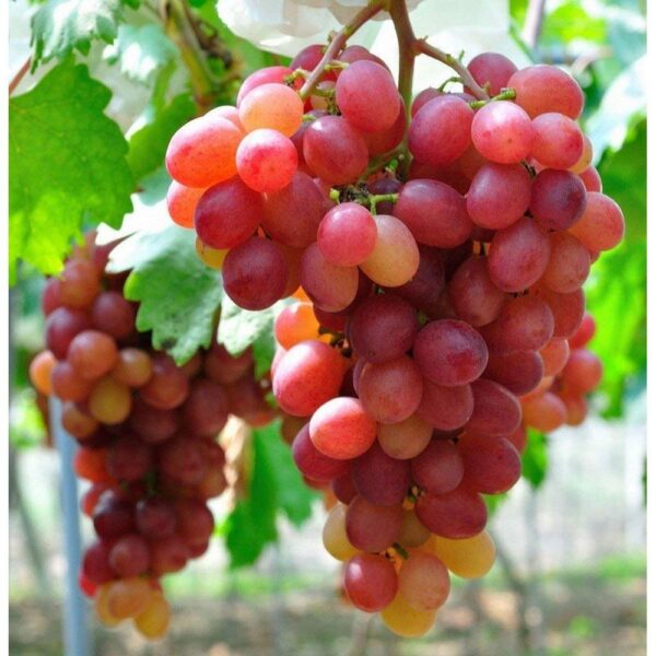 Benih Buah Anggur Merah Heirloom Premium
