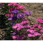 Bibit Bunga Aster Rainbow Mixed Heirloom Premium
