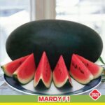 Benih Buah Semangka Inul Merah Jumbo F1 Hibrida Premium