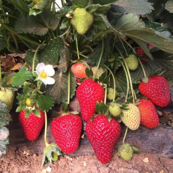 Benih Buah Strawberry Jumbo Premium