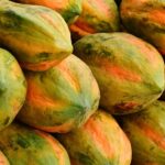 Benih Buah Pepaya Bangkok Jumbo F1 Hibrida Premium