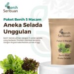 Benih Selada Unggul 5 Macam Benih Sayuran Selada Seribuan