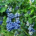 Benih Buah Blueberry Unggul Premium