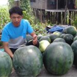 Benih Buah Semangka Non Biji Merah F1 Hibrida Premium