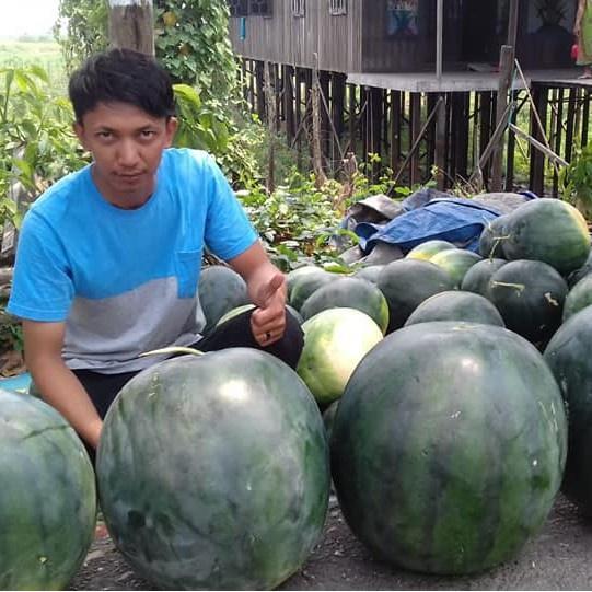 Benih Buah Semangka Non Biji Merah F1 Hibrida Premium