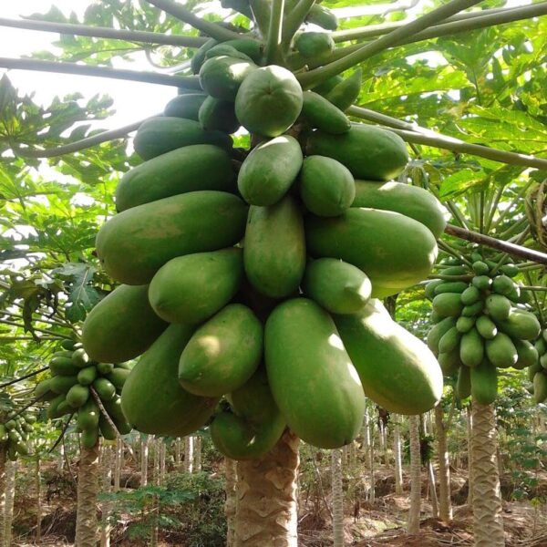 Benih Buah Pepaya California F1 Hibrida Premium
