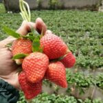 Benih Buah Strawberry Mencir Cocok Dataran Rendah Unggul Premium