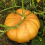 Benih Buah Labu Kuning Jumbo Unggul Premium