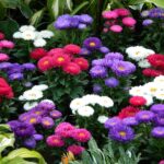 Bibit Bunga Aster Rainbow Mixed Heirloom Premium