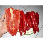 Benih Cabe Raksasa Sweet Italian Red Heirloom Premium