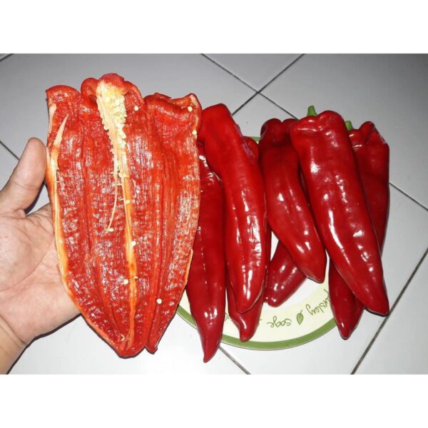 Benih Cabe Raksasa Sweet Italian Red Heirloom Premium  6 Benih Cabe Raksasa Sweet Italian Red Heirloom Premium