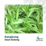Paket 5 Macam Benih Sayuran Daun 30 Hari Panen Seribuan Bayam Kangkung Sawi Pakcoy Selada Benih Tanaman Sayur