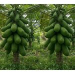 Benih Buah Pepaya California F1 Hibrida Premium