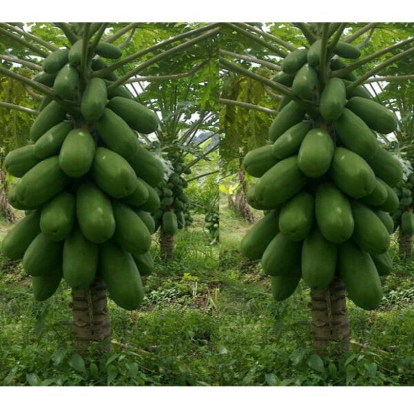 Benih Buah Pepaya California F1 Hibrida Premium