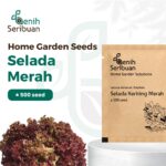 Benih Selada Merah