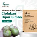 Benih Buah Ciplukan Jumbo Hijau Unggul Premium