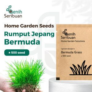 Benih Rumput Jepang Bermuda Grass F1 Premium