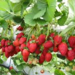 Benih Buah Strawberry Jumbo Premium