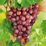 Benih Buah Anggur Merah Heirloom Premium