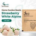Benih Buah Strawberry Putih Unggul Premium