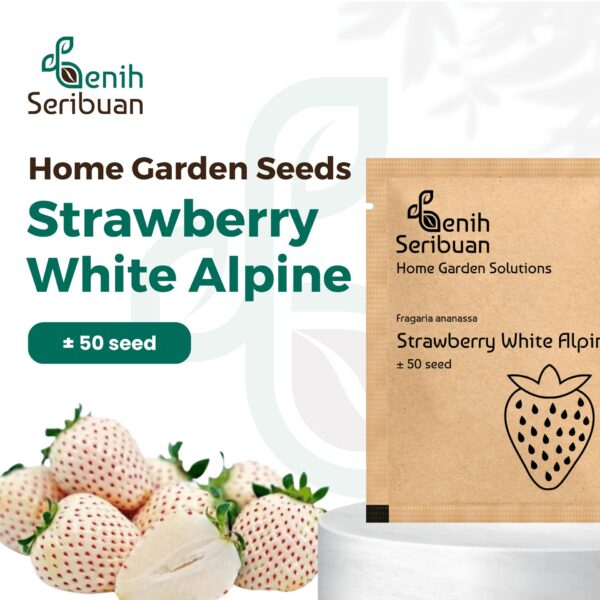 Benih Buah Strawberry Putih Unggul Premium