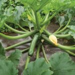 Benih Zucchini Hijau F1