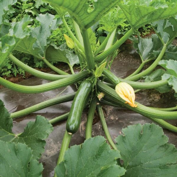 Benih Zucchini Hijau F1