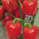 Benih Paprika Merah F1
