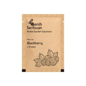 Benih Buah Blackberry Unggul Premium