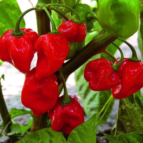 Benih Cabe Red Habanero Cabai Terpedas Heirloom Premium