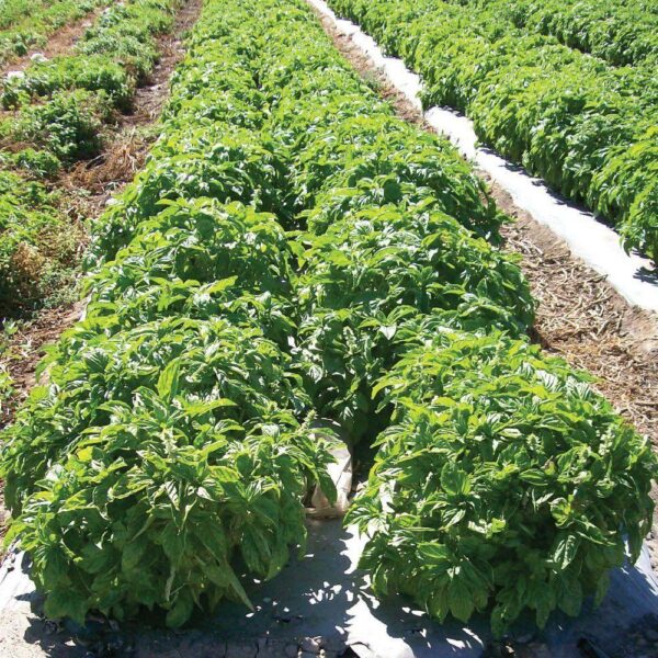 Benih Sweet Basil Italian Heirloom Tanaman Herb Premium