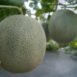 Benih Buah Melon Hijau F1 Hibrida Premium