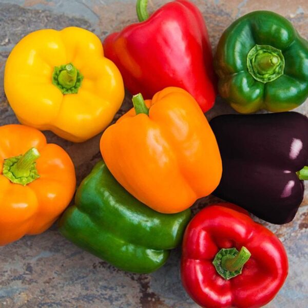 Benih Paprika Mixed F1