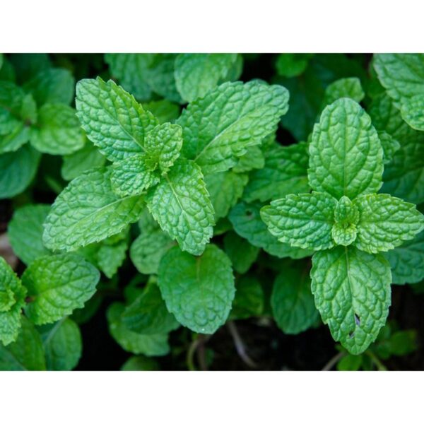 Benih Herb Daun Mint Peppermint Heirloom Premium