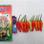 Benih Cabe Rawit ORI