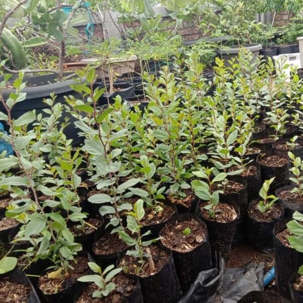 Benih Tanaman Bidara Arab Unggul Premium