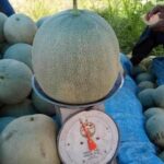 Benih Buah Melon Jumbo F1 Hibrida Premium