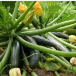 Benih Zucchini Hijau F1