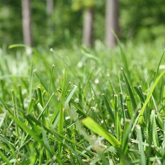 Benih Rumput Jepang Bermuda Grass F1 Premium