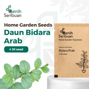 Benih Tanaman Bidara Arab Unggul Premium