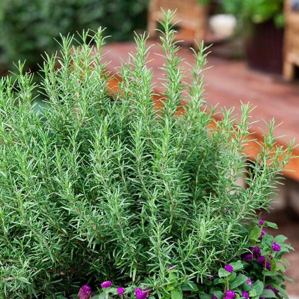 Benih Rosemary Heirloom Tanaman Herb Premium